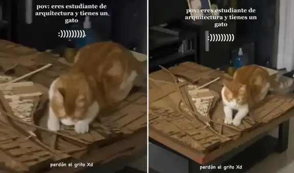 Estudiante de Arquitectura deja su maqueta encima de la mesa y su gato la destruye