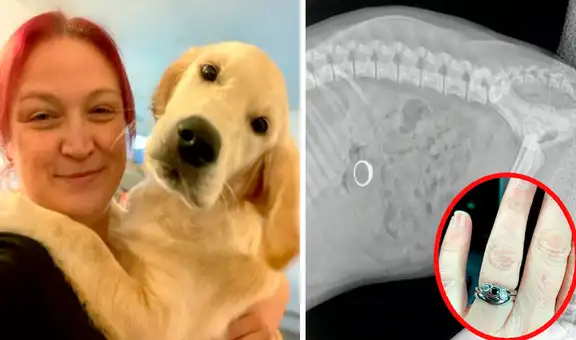 Mujer observa la radiografía de su perro y descubre que se comió su anillo de compromiso
