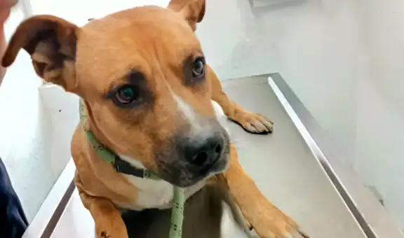 Conoce a Jackson, el perrito que acompañó a su dueño en sus últimos días y cuidó su cadáver