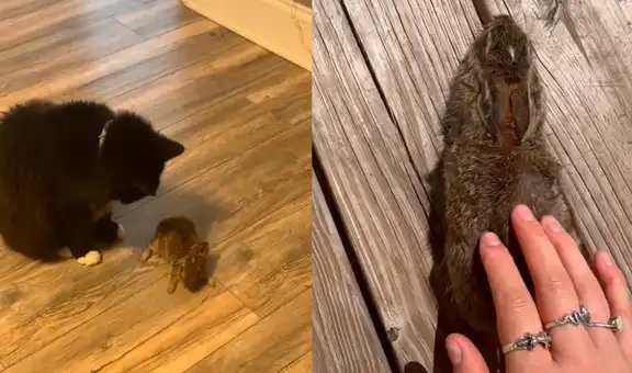 Gato caza un conejo para ‘regalárselo’ a su dueña, pero esta lo cuida y devuelve a su jardín