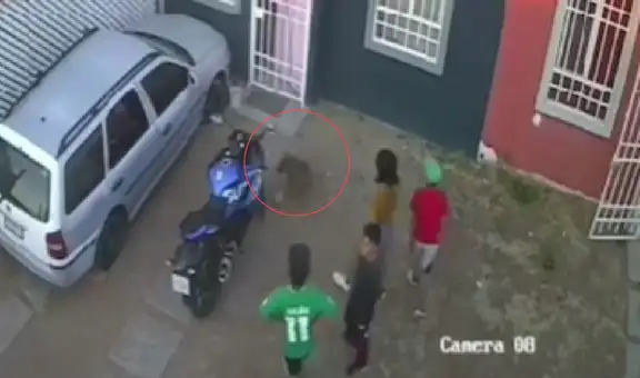 Niños se unen para que su vecino les permita jugar con su perrita en la calle