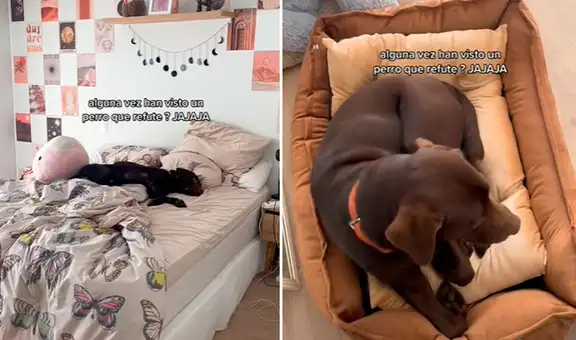 Mujer regaña a su perro al verlo echado en su cama y este se va enojado a la suya