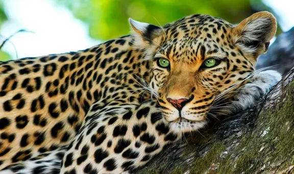 Soñar con leopardos: ¿la aparición de estos felinos se vincula con algo positivo?