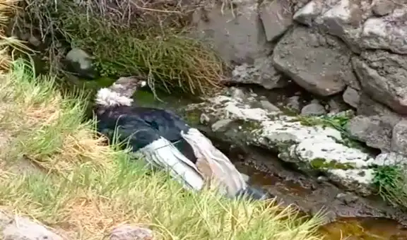 Difunden sorprendente video de cóndor bañándose en el valle del Colca  