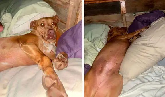Pareja despierta y encuentra a la perrita de su vecino durmiendo a su lado
