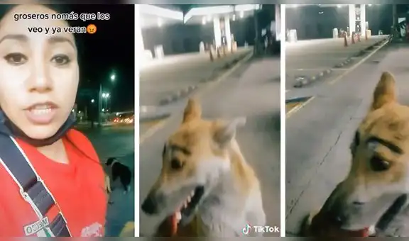 Mujer encuentra a perrito con delineado de cejas y reprende a los responsables