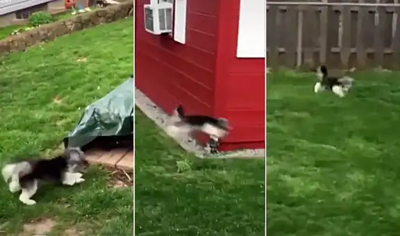 Perrito que da brincos para caminar es comparado en TikTok con un conejito
