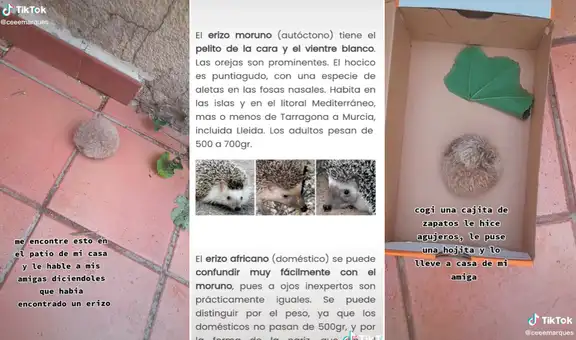Joven creyó que había encontrado un erizo, pero se sorprendió al descubrir de qué se trataba