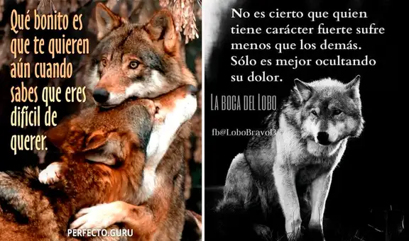 ¿Cuál es el origen de los divertidos memes de lobos que reflexionan?