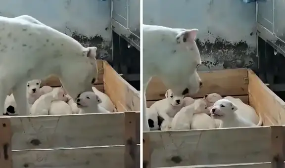 Perrito no tolera que su madre le llame la atención y se le enfrenta con fuertes ladridos