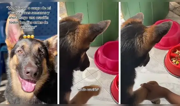 Perrito aprende a dar la patita a su ‘abuelita’ para orar antes de comer y cautiva en redes