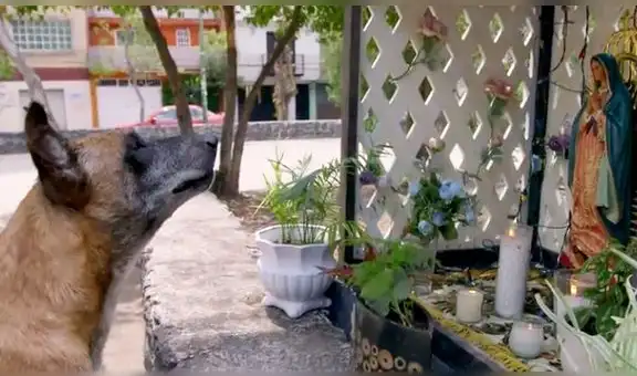 “La rosa de Guadalupe” y su capítulo más emotivo: perro pide milagro a la virgen