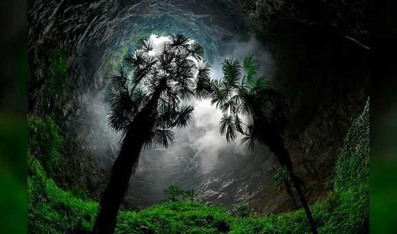 China: científicos encuentran un bosque gigante al fondo de un hoyo de 192 metros de profundidad