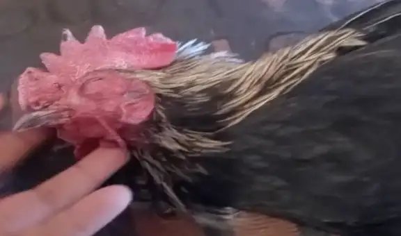 Pensaron que un gallo estaba muerto, pero en realidad estaba tomando una siesta muy pesada