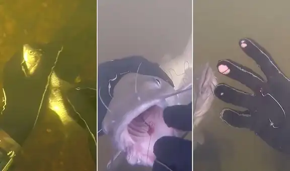 Buceador ayuda a peces heridos y les quita el anzuelo que pescadores dejaron en ellos