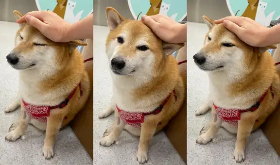 ¡No “puemde” ser! Balltze, el famoso “perro Cheems” del meme, está mal de salud
