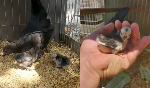 La historia de Cenizo, el pollito rechazado por su madre que enamoró a miles en TikTok