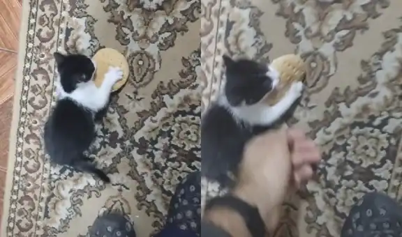 Gatito astuto se roba un pan en presencia de su dueño y este lo persigue para recuperarlo