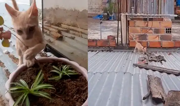 Gatito asusta a su dueña al lanzarse por el tragaluz de la casa de su vecino