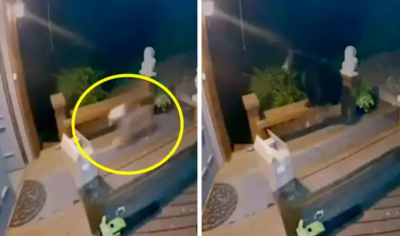 Perro corre raudamente para regresar a casa y escapar del feroz ataque de un oso
