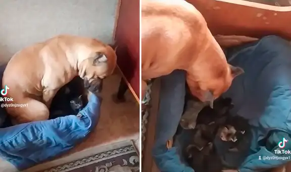 Perrita ‘adopta’ a gatitos huérfanos y los cuida como si fueran sus propias crías