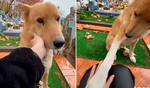 Perrito se acerca a joven que fue a visitar la tumba de un ser querido y la ‘consuela’