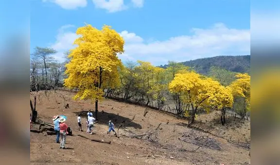 Piura: buscan proteger bosque de guayacanes en Sullana