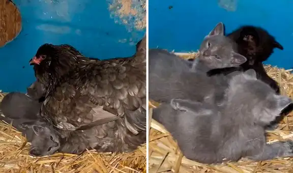 Gallina cuida a las crías de una gatita cuando esta sale a la calle a pasear