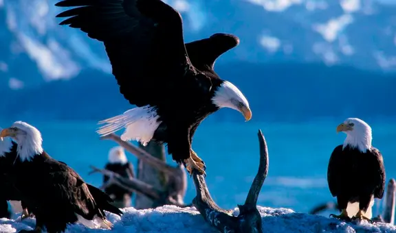 Soñar con águilas: ¿la aparición de estas aves se asocia a la buena suerte?