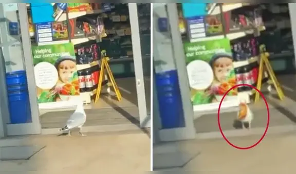 Gaviota acostumbra robar snacks de la misma tienda y video la capta ‘infraganti’