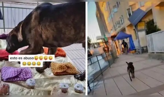 Perrito sorprende a emprendedora y le ‘roba’ uno de sus productos, pero ella corre tras él
