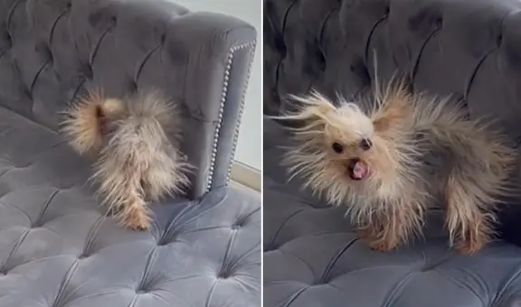 Perrita con electricidad estática en el pelo desata la risa de miles con su nuevo aspecto