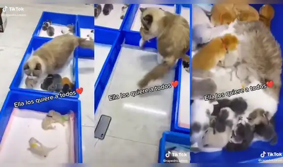 Gata trata a pequeños mininos como si fueran sus crías y los junta para dormir junto a ellos