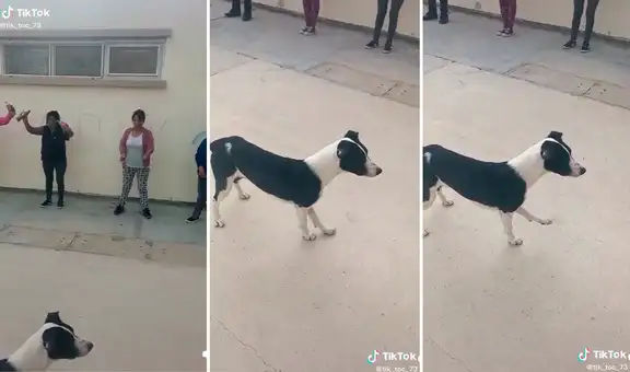 Perrito se une a clase de gimnasia y sorprende con su especial rutina de ejercicios