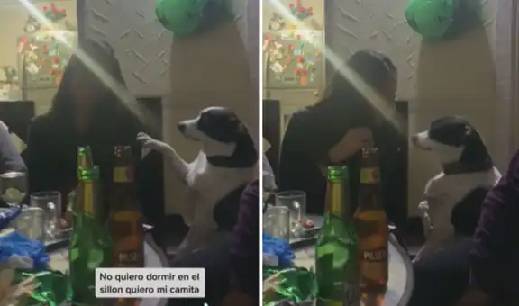 Perrito asiste con su dueña a una fiesta y la apresura para regresar temprano a casa 