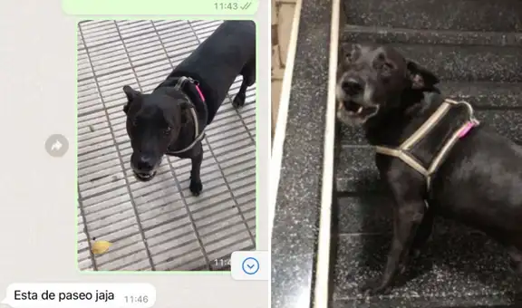 Joven quiso ayudar a perrito que deambulaba por la calle y descubre que este salió a pasear solo