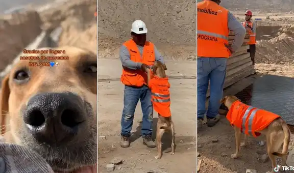 Ing. Sam, el perrito que fue adoptado por trabajadores en un proyecto de construcción 