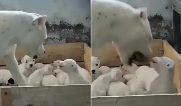 Cachorrito rebelde se enfrenta a su ‘mamá perruna’ y recibe singular corrección