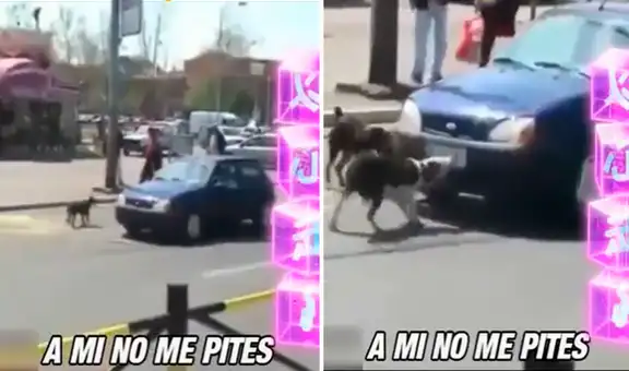 Perritos se enojan con conductor de auto por tocarles el claxon y le arrancan la placa