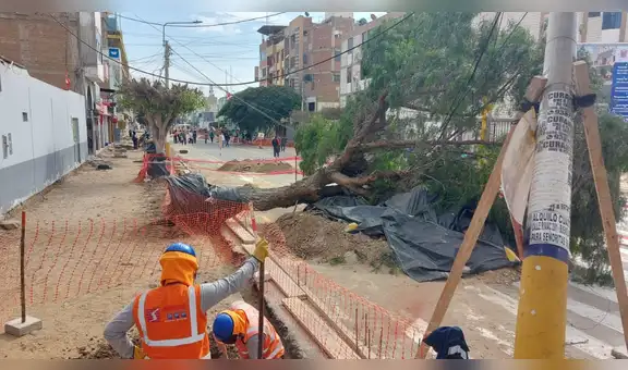 Chiclayo: más de 2.000 tordos en riesgo por obra en la avenida José Balta