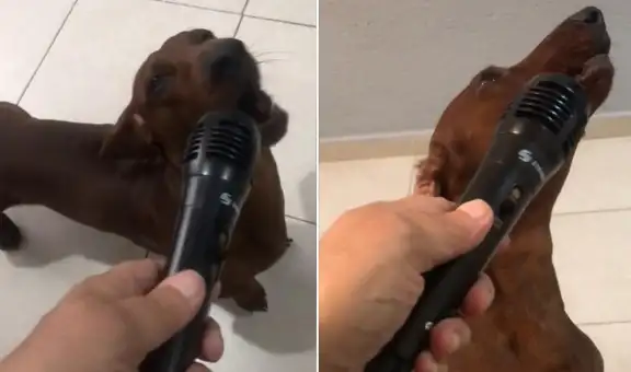 Perrito participa en karaoke de su dueña y se luce en el show con su singular ‘canto’