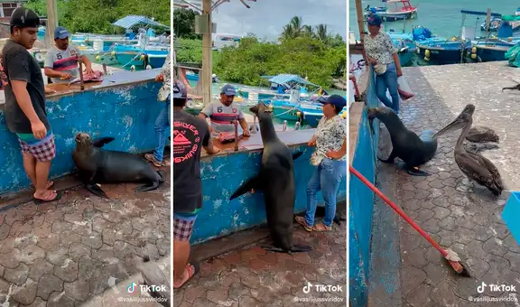 Lobo de mar espera pacientemente que vendedor le regale las vísceras de un pescado