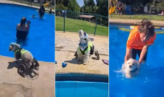 Perrito en silla de ruedas se emociona al ver una piscina y su dueño lo ayuda a nadar