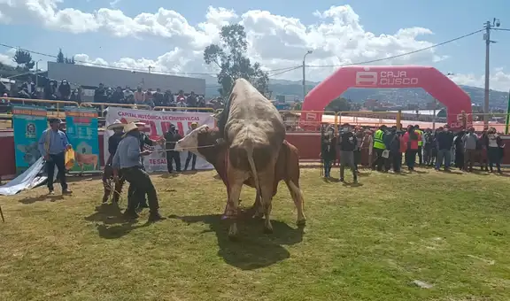 Cusco: toro de más de una tonelada intentó ‘cruzar’ a otro similar en Expo Huancaro
