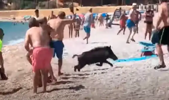 Presencia de un jabalí corriendo en una playa de Alicante causa terror en bañistas