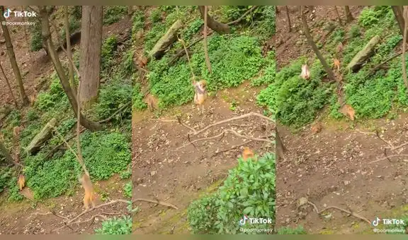 Mono es captado balanceándose en una liana mientras sus amigos lo miran desde el piso
