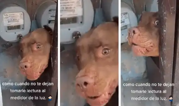 Pitbull evita a toda costa que un trabajador tome la lectura del medidor de luz