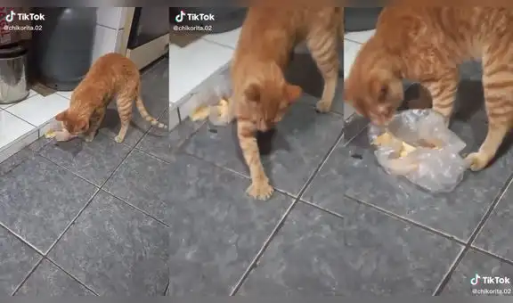 Joven cocina el almuerzo familiar, pero ni el gato quiere comer lo que preparó
