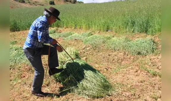 Midagri entregará a pequeños productores agropecuarios 17.500 kits de pastos cultivados 