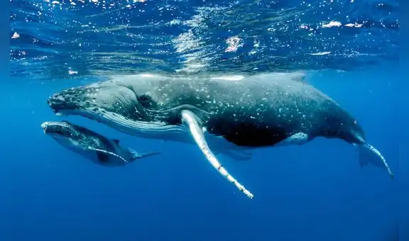 ¿Soñar con ballenas siempre se relaciona con situaciones positivas?